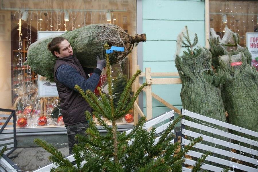 Новогоднюю елку на базарах столицы можно будет купить от 700 рублей за метр
