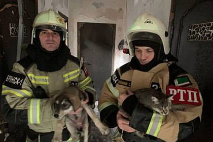 Чеченские пожарные спасли десятки кошек и собак из горящего приюта