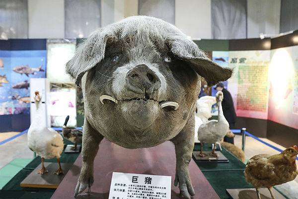 В Пекине открылась выставка 24 сезонов китайского сельхозкалендаря