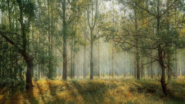 Ученые обнаружили самый древний лес