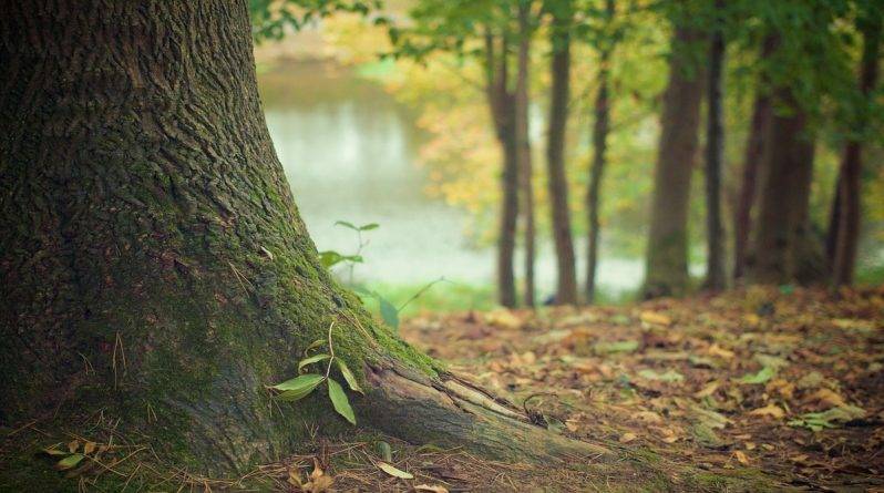 Под Нью-Йорком обнаружен самый древний в мире лес