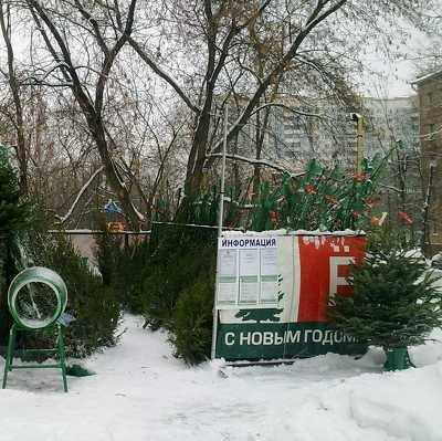 Более 280 елочных базаров официально заработали в Москве