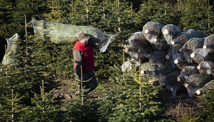Жителям Ленинградской области подарят елки к Новому году