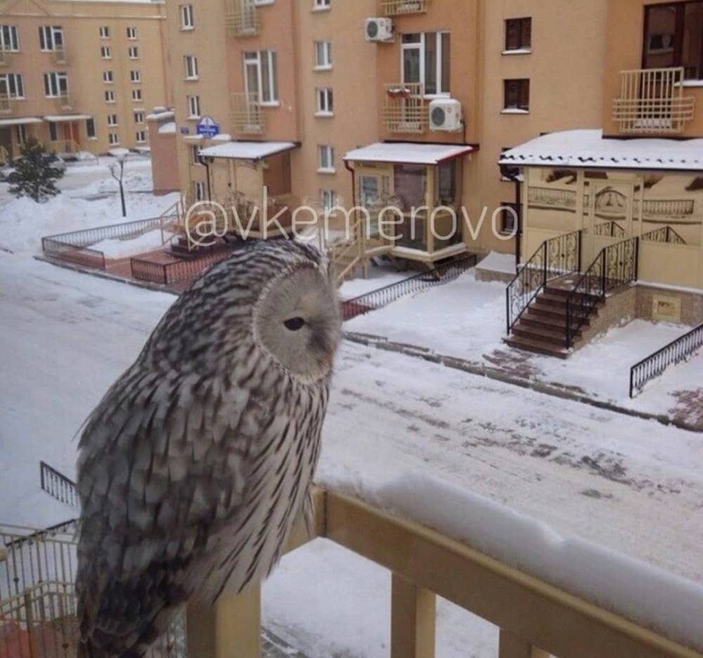 Кемеровчан удивила сова на балконе многоэтажки