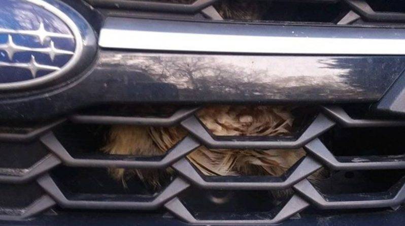 Ух-ух-ура: из радиатора автомобиля вызволили живую сову