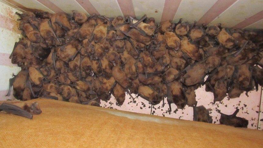 «Дом Дракулы»: во Львове в пустующей хате решили перезимовать тысячи летучих мышей