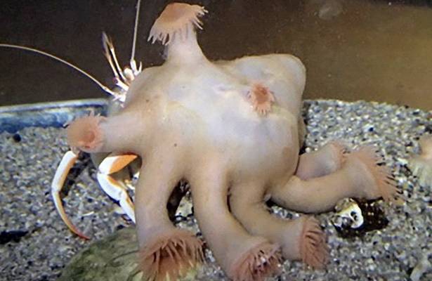 В Австралии обнаружили ужасающую рыбу из «Чужого»