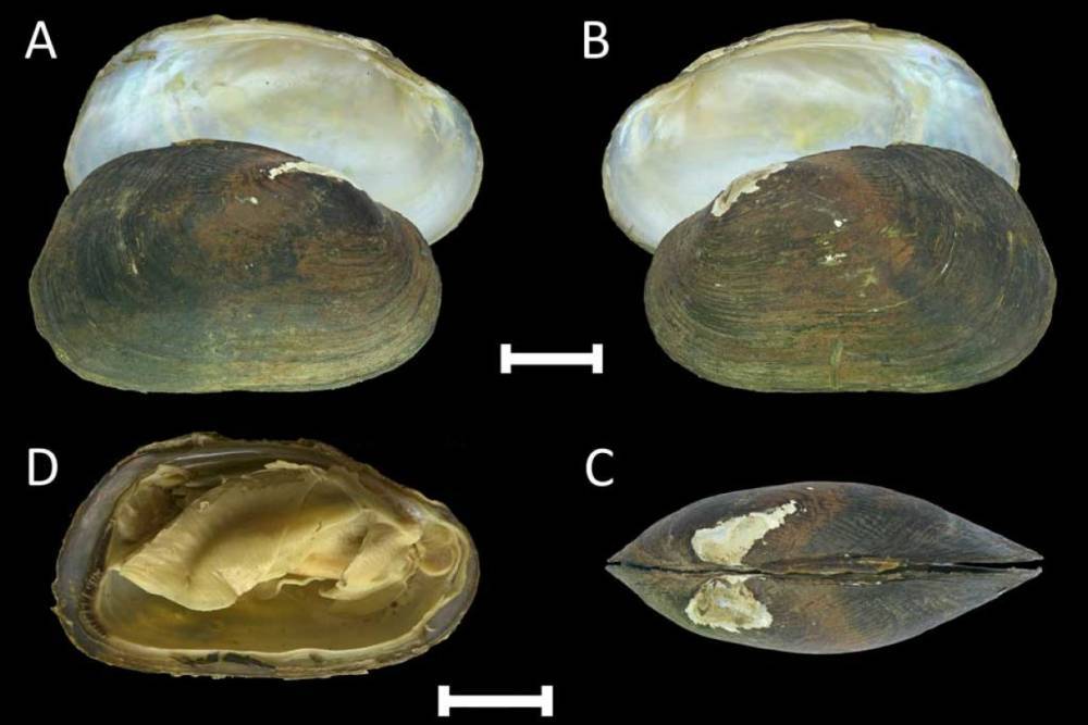 Новый вид моллюсков из Лаоса назвали в честь ученого из Архангельска