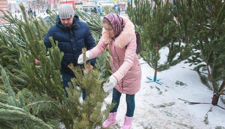 Эксперты дали рекомендации по выбору живой новогодней елки