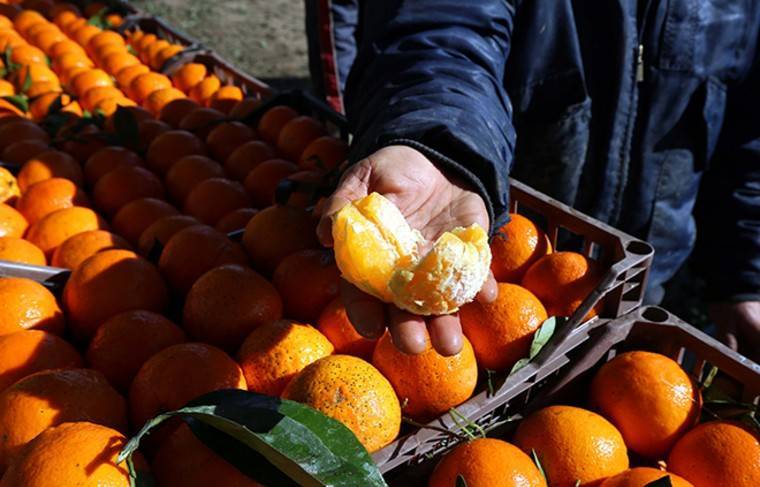 Продажи мандаринов упали в РФ