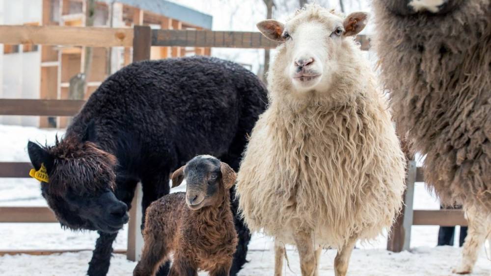 Овцам и козам Псковской области проведут вакцинацию от оспы