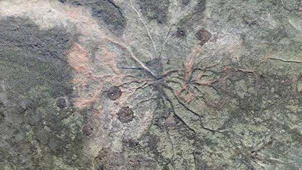 Ученые нашли древнейший ископаемый лес на планете