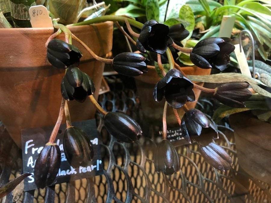 Самая черная орхидея в мире расцвела в Москве