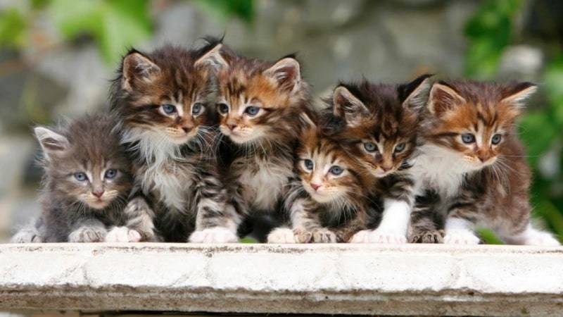Немецкие тонкости содержания: коты, кошки и котята