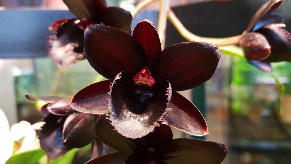 Самая черная в мире орхидея зацвела в Москве