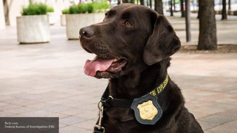 Полицейская собака поймана на краже рождественских игрушек в США