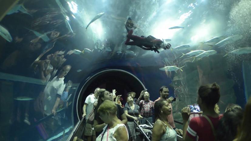 Бразильский Санта-дайвер устроил заплыв с акулами в океанариуме — видео