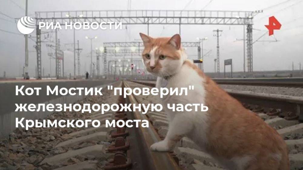 Кот Мостик "проверил" железнодорожную часть Крымского моста