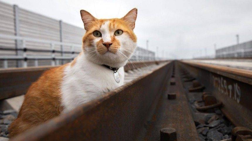 Кот Мостик провел инспекцию железнодорожной части Крымского моста