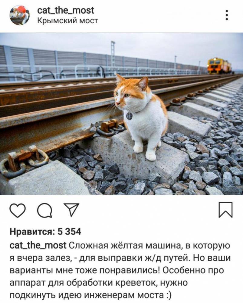 Кот Мостик будет «сторожить» Крымский мост еще несколько месяцев