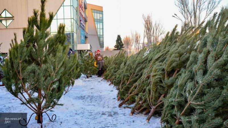Роспотребнадзор дал россиянам советы, как правильно выбрать новогоднюю елку
