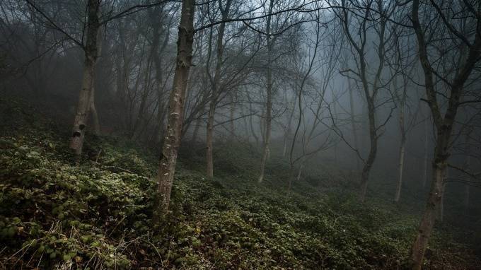 В Вепсском лесу Ленобласти нашли труп девушки