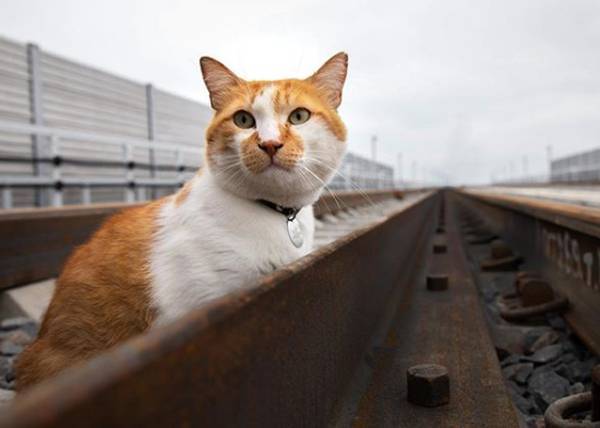 Железнодорожную часть Крымского моста проверил кот Мостик