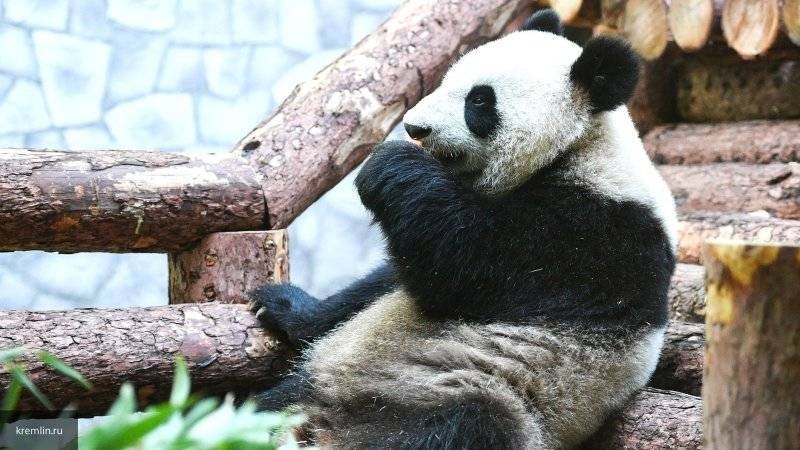 Билет в Московский зоопарк посетители смогут получить взамен на подарок для животных