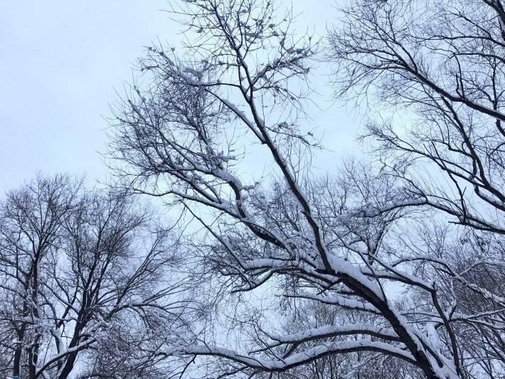 Новогодняя ночь может стать снежной в Москве — синоптики