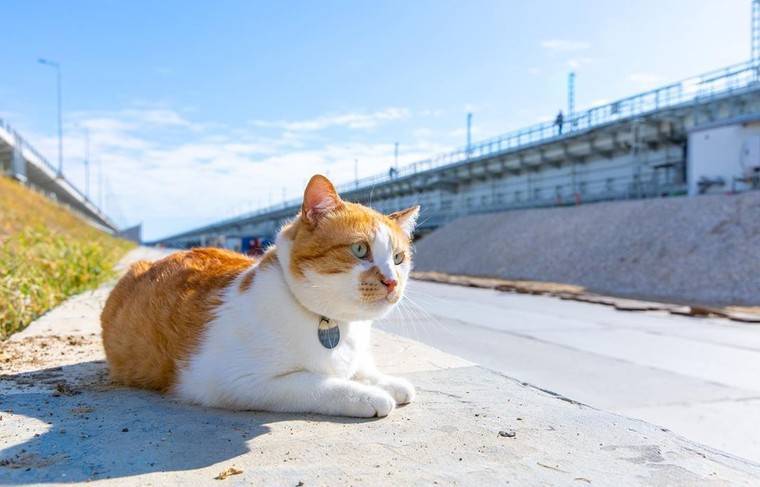 Стала известна судьба кота Мостика после завершения стройки Крымского моста