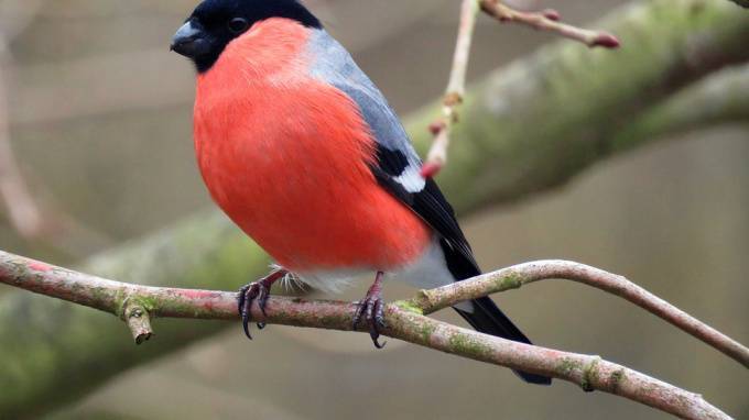 Эксперты рассказали, как теплая петербургская зима влияет на птиц&nbsp;