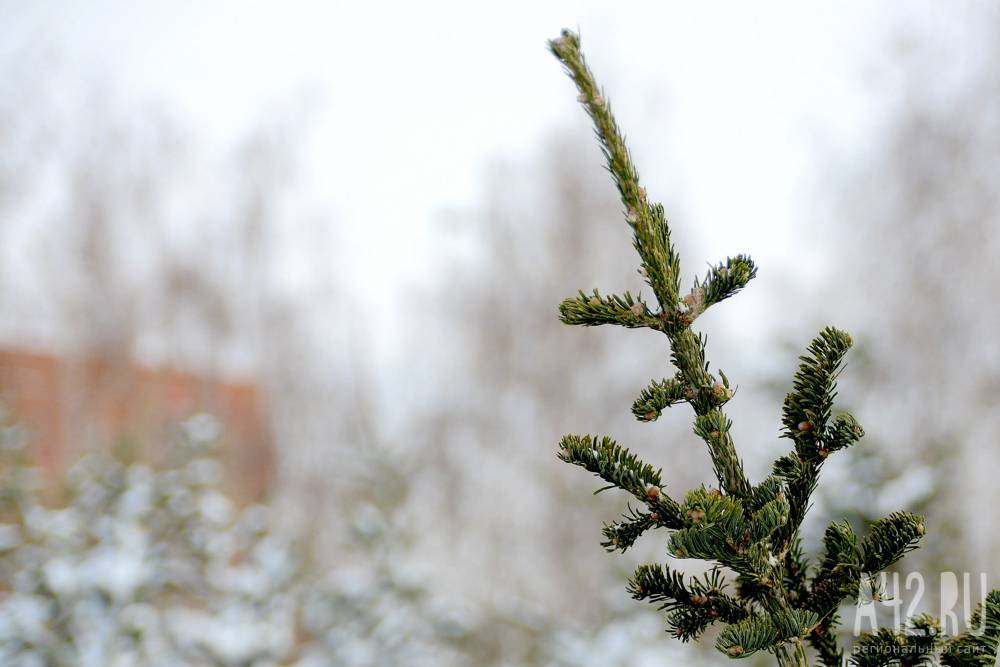 Уроженка Кемерова Елена Малышева рассказала, какие новогодние ёлки полезнее для здоровья