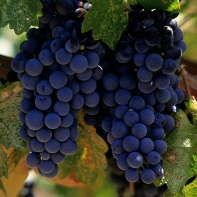 Совет Федерации одобрил законопроект о виноградарстве и виноделии в России