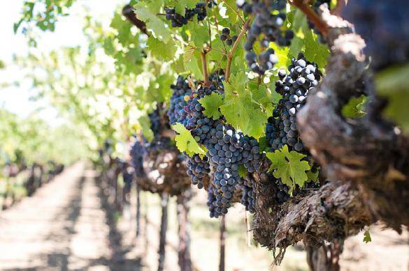 Совет Федерации одобрил закон о виноделии, принятый в Госдуме