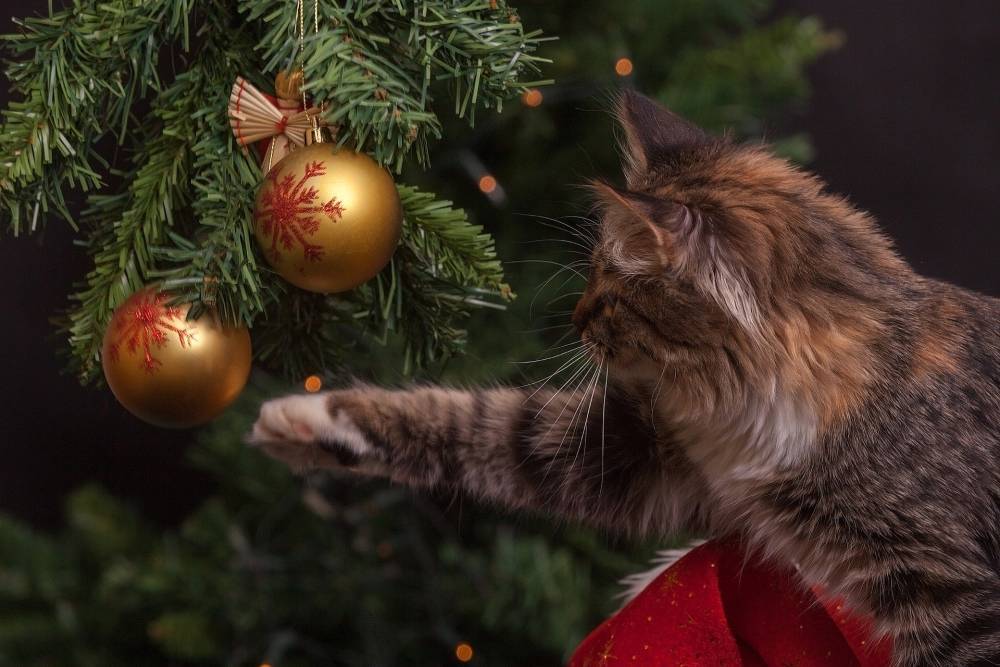 Агроном объяснил, как ухаживать за новогодней елкой, чтобы она дольше простояла