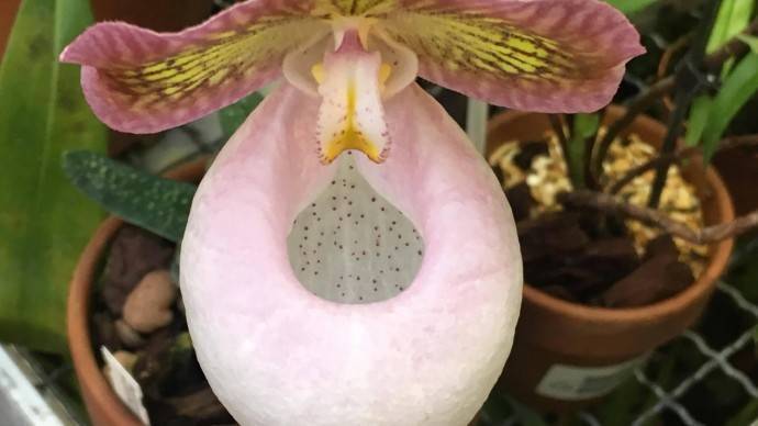 В «Аптекарском огороде» расцвела редкая азиатская орхидея