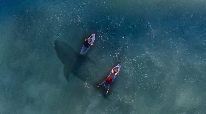 В Калифорнии 4-метровая акула раскусила доску для серфинга и утащила серфера под воду