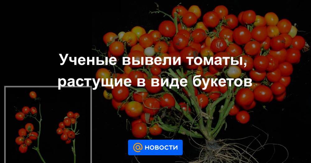 Ученые вывели томаты, растущие в виде букетов