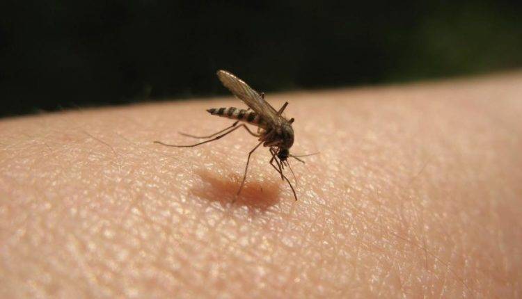 В московский регион из-за зимнего тепла вернулись комары