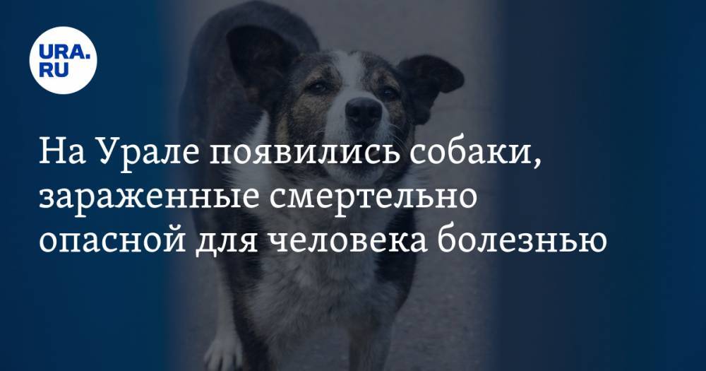 На Урале появились собаки, зараженные смертельно опасной для человека болезнью. Речь идет о 30% животных