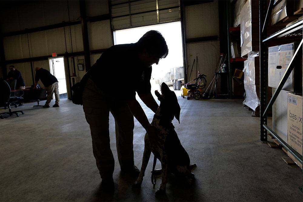 США временно прекратили посылать собак-саперов в Иорданию и Египет