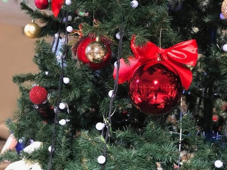 Американская семья неделю не замечала живую сову на своей рождественской елке