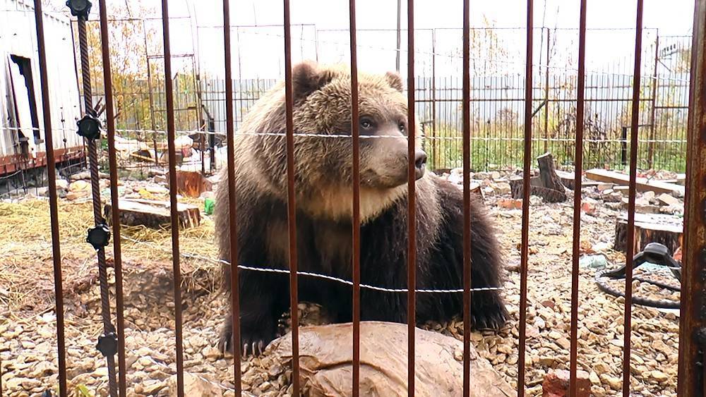 В Ярославле медведи из-за аномального тепла не могут уснуть