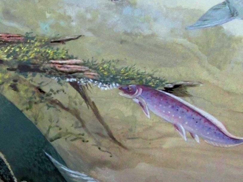 Древнюю двоякодышащую рыбу открыли палеонтологи в Южной Африке