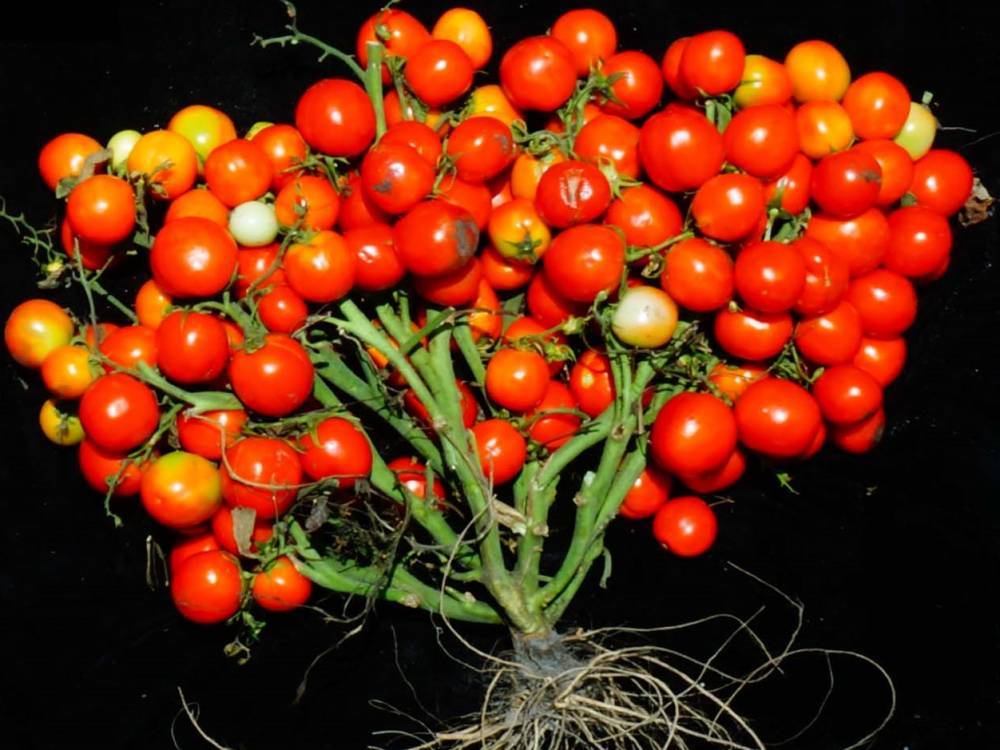 Биологи вывели новый сорт помидоров для выращивания в космосе