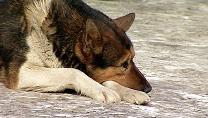 Треть собак в регионах России заражена страшной для человека инфекцией