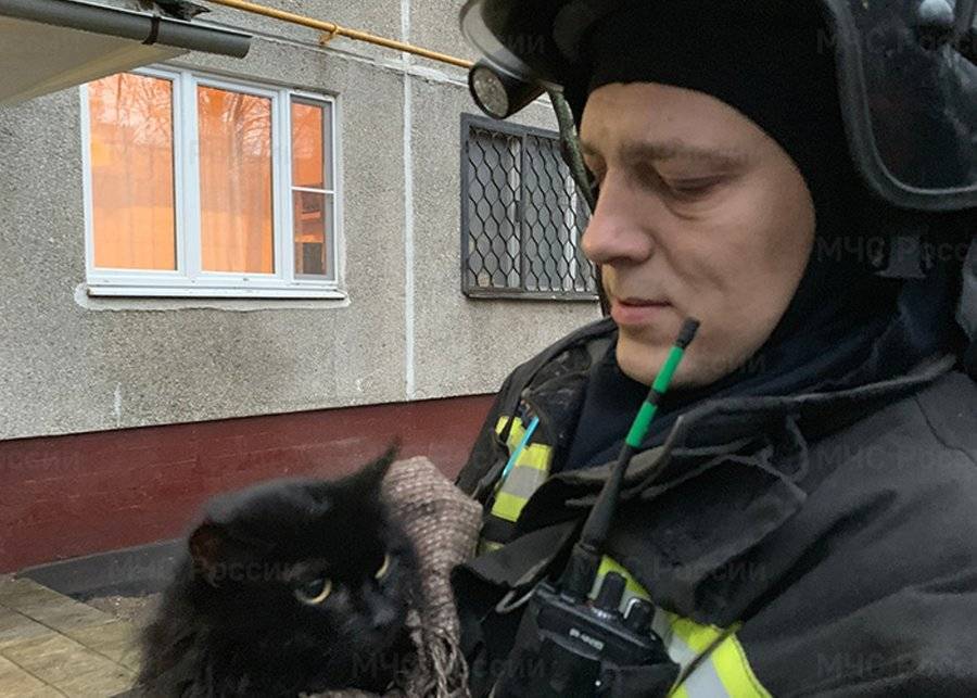 Сотрудники МЧС спасли кота при пожаре на юге Москвы