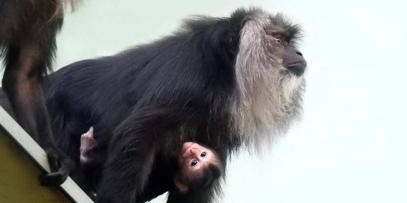 Неизвестный вид обезьян обнаружили в джунглях Бразилии