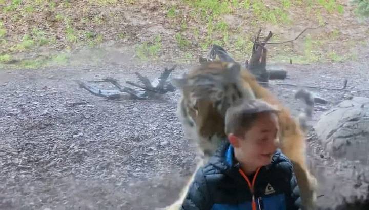 "Мой сын оказался в меню зоопарка": отец снял нападение тигра на ребенка