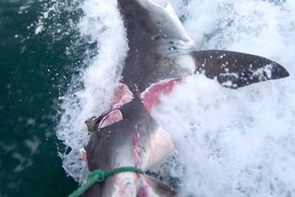 Акула-людоед длиной 4,5 метра схватила лодку зубами и прогнала рыбаков